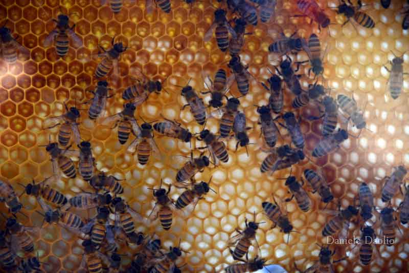 Le api a Georgica 2022, conoscerle, amarle, allevarle